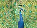 Peacock (BK) Petite Folded - W/Env