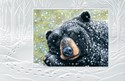 Bear Dreams II