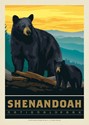 Shenandoah NP Wildlife Black Bears Postcard