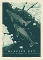 Glacier Bay NP Whale Watching Postcard