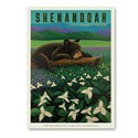 Shenandoah National Park Wildflower Cub Vertical Sticker