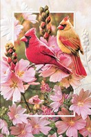 Cardinals in Mallow (LF)
