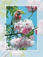 Finch in Pink (BDIN)