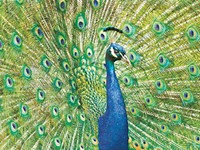 Peacock (BK)