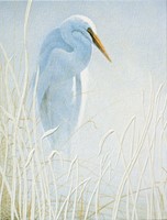 Snowy Egret - BLANK