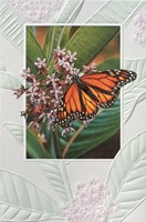 Monarch Butterfly (Single)