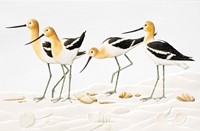 Avocets Folded - W/Env