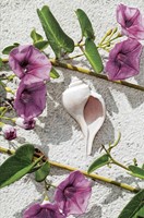 Dune Flowers & Shell (SY) Folded - W/Env