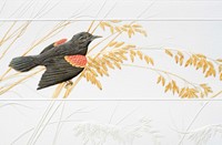 Red-Winged Blackbird - BLANK