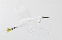 Snowy Egret