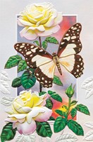 White Lady Swallowtail Folded - W/Env