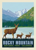 Rocky Mountain National Park Deer Family Postcard (Single)