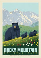 Rocky Mountain National Park Black Bears Postcard