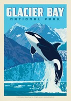 Glacier Bay NP Leaping Orca Postcard (Single)