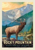 Rocky Mountain NP Bull Elk Postcard (Single)
