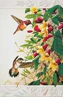Rufous Hummingbirds (BK) Folded - W/Env