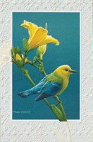 Prothonotary Warbler (CO) Folded - W/Env