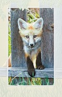 Peeking Fox (FR) Folded - W/Env