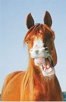 HORSE LAUGH FOLDED - W/ENV