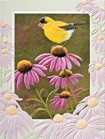 PURPLE CONEFLOWER (BDIN) PETITE FOLDED - W/ENV