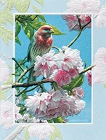Finch In Pink (BDIN) Petite Folded - W/Env