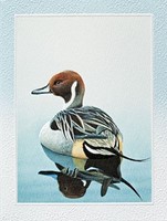 Pintail Duck (BDIN) Petite Folded - W/Env
