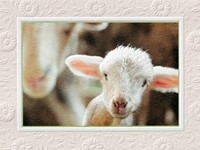 Little Lamb (BDIN) Petite Folded - W/Env
