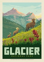 Glacier NP Bighorn Sheep Postcard