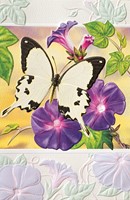 Mocker Swallowtail (BK) Folded - W/Env