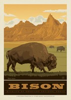 NP Wildlife Bison Postcard