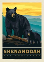 Shenandoah NP Wildlife Black Bears Postcard