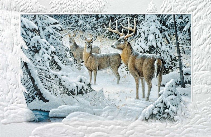 2022 National Wildlife Christmas Cards 2022 The Edge of Light Wildlife themed boxed Christmas cards