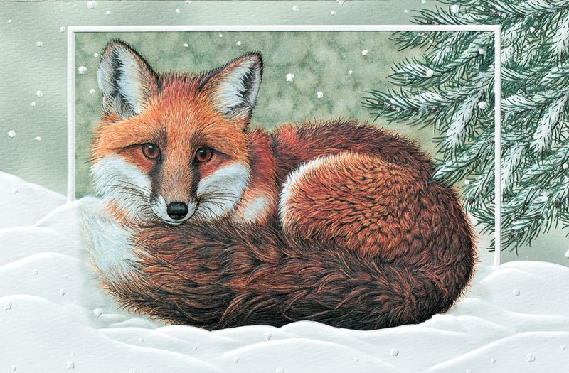 Winter Fox Wildlife boxed Christmas cards